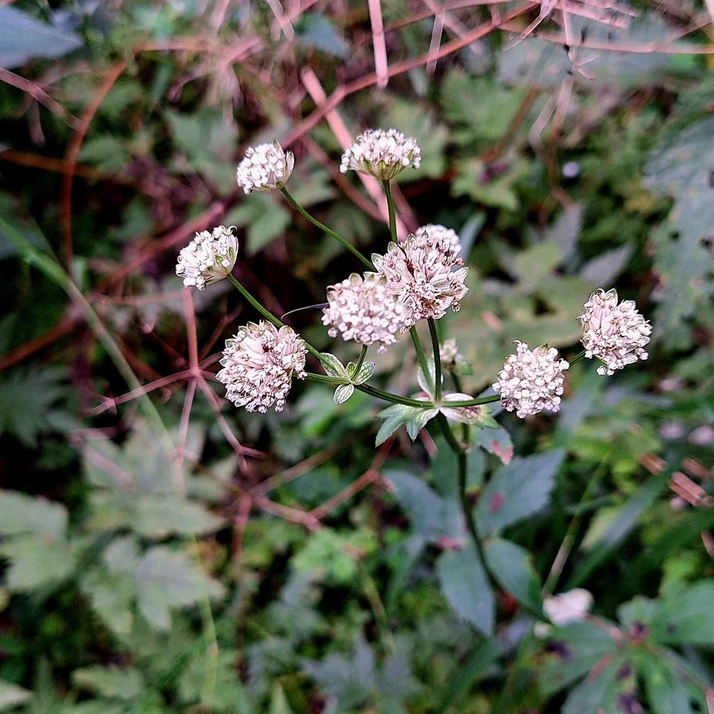 Astrantia Major