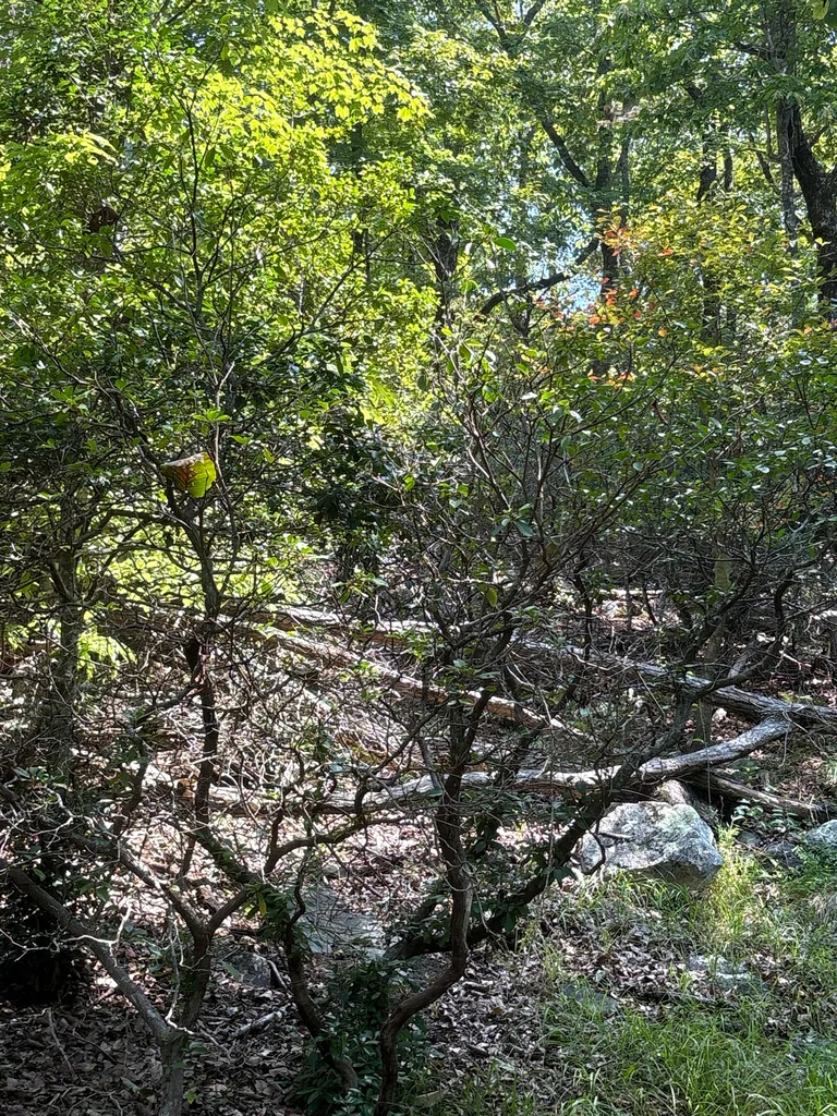 Kalmia Latifolia