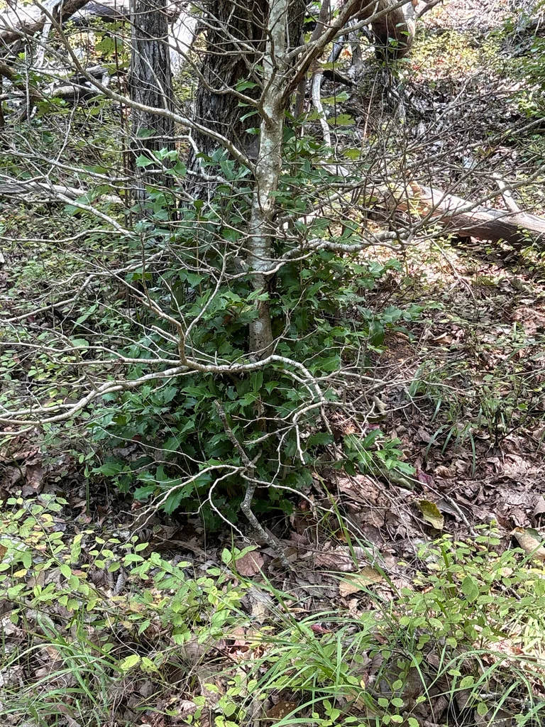 Ilex Opaca