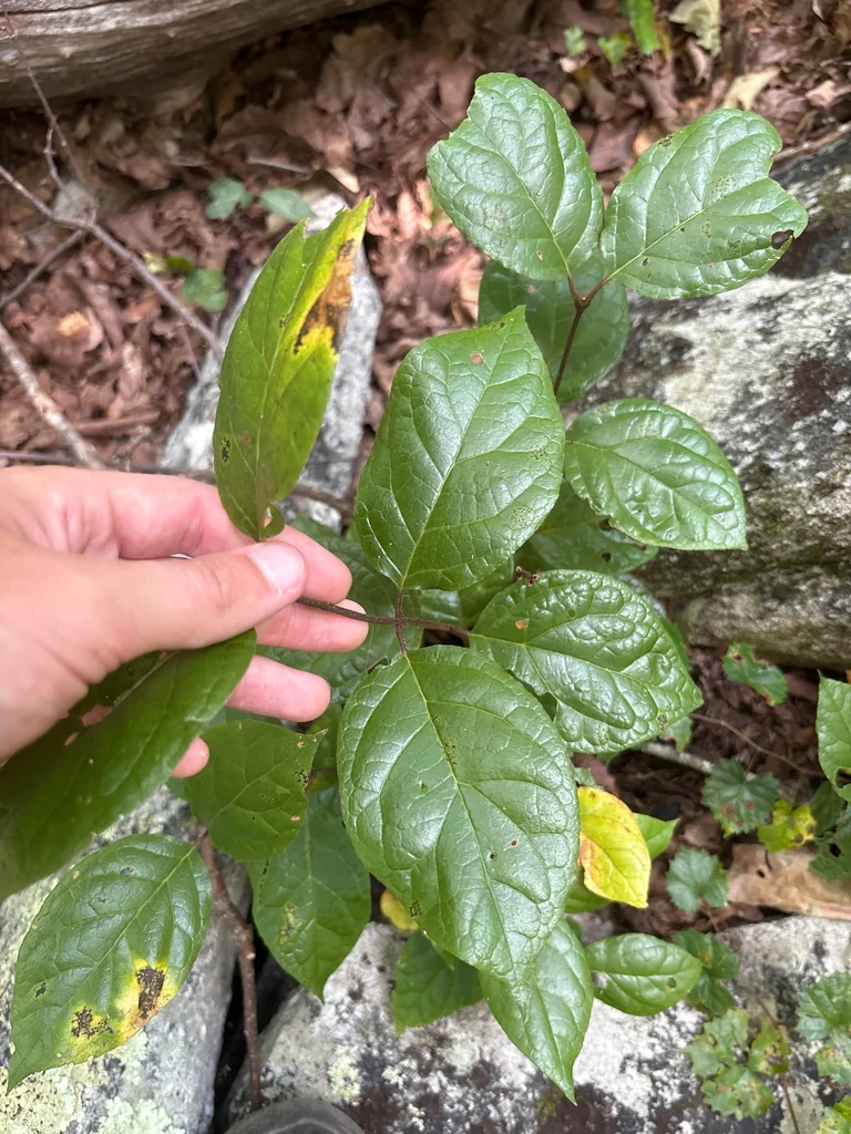 Calycanthus Floridus