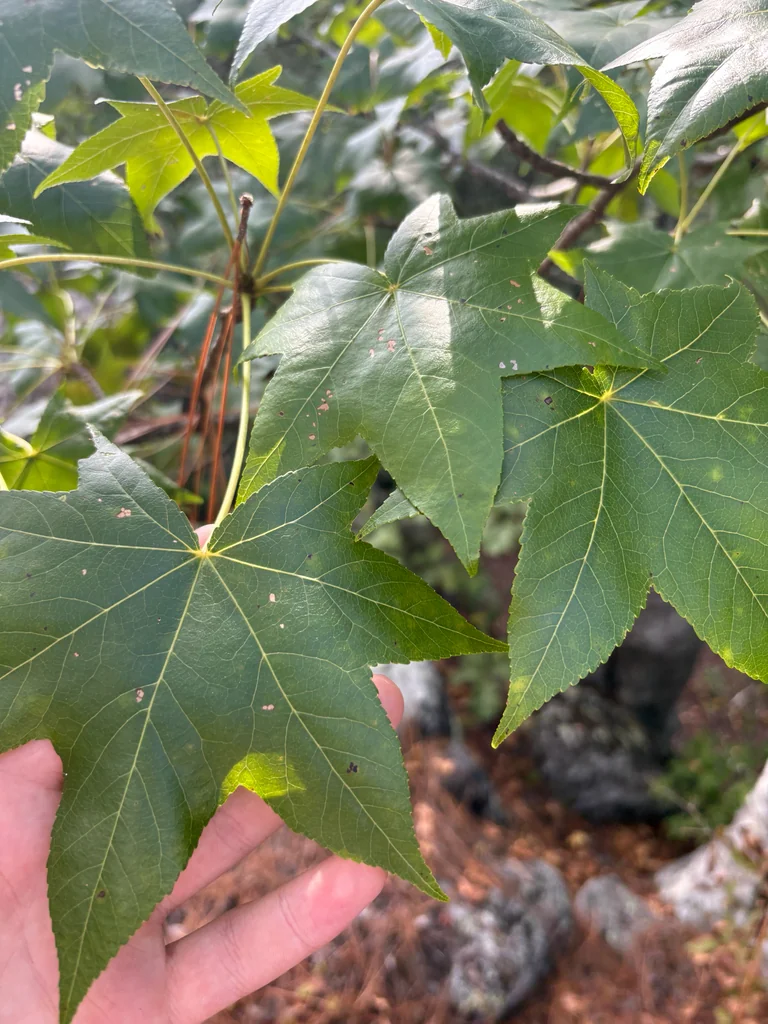 Liquidambar Styraciflua