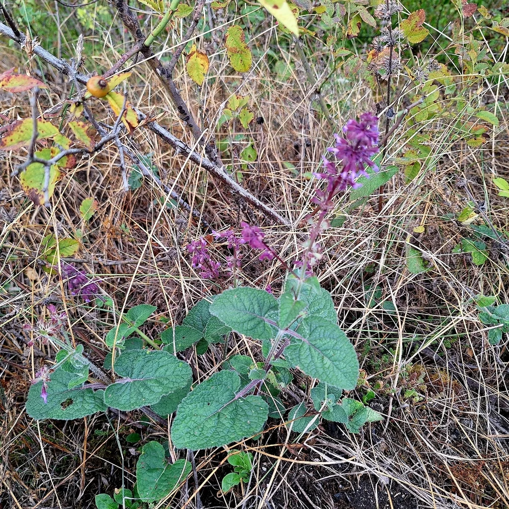 Salvia Verticillata