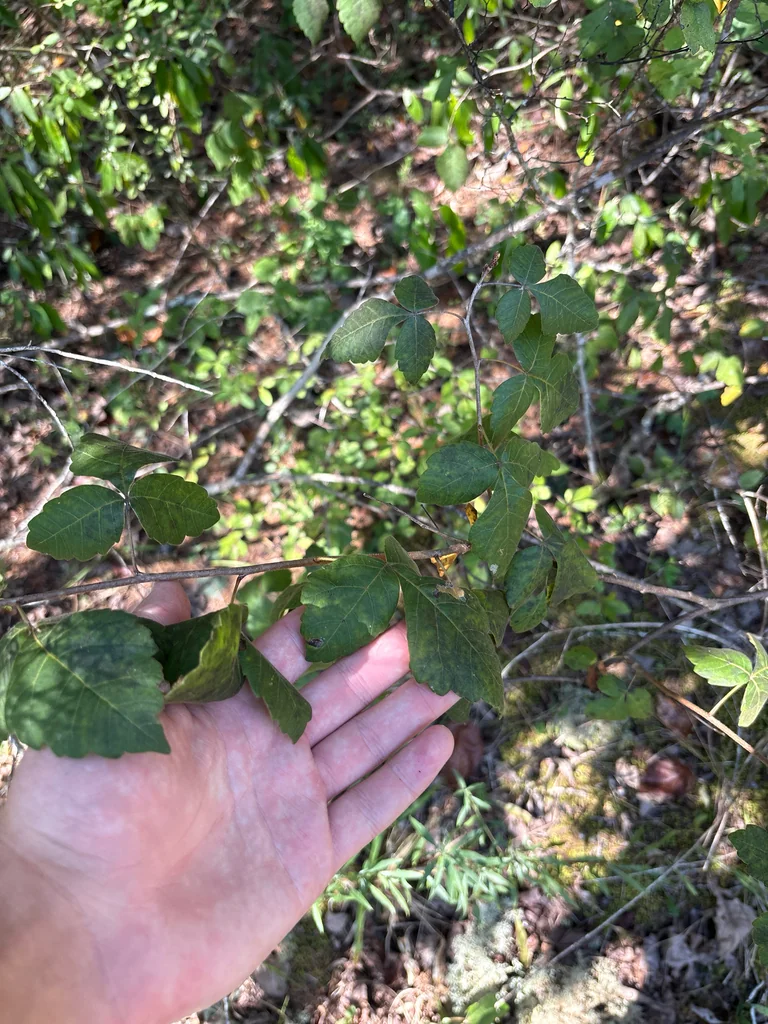 Rhus Aromatica