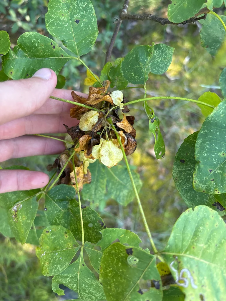 Ptelea Trifoliata
