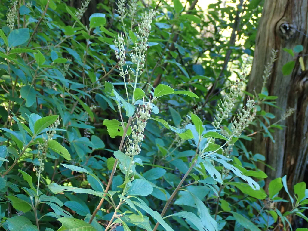 Clethra Alnifolia
