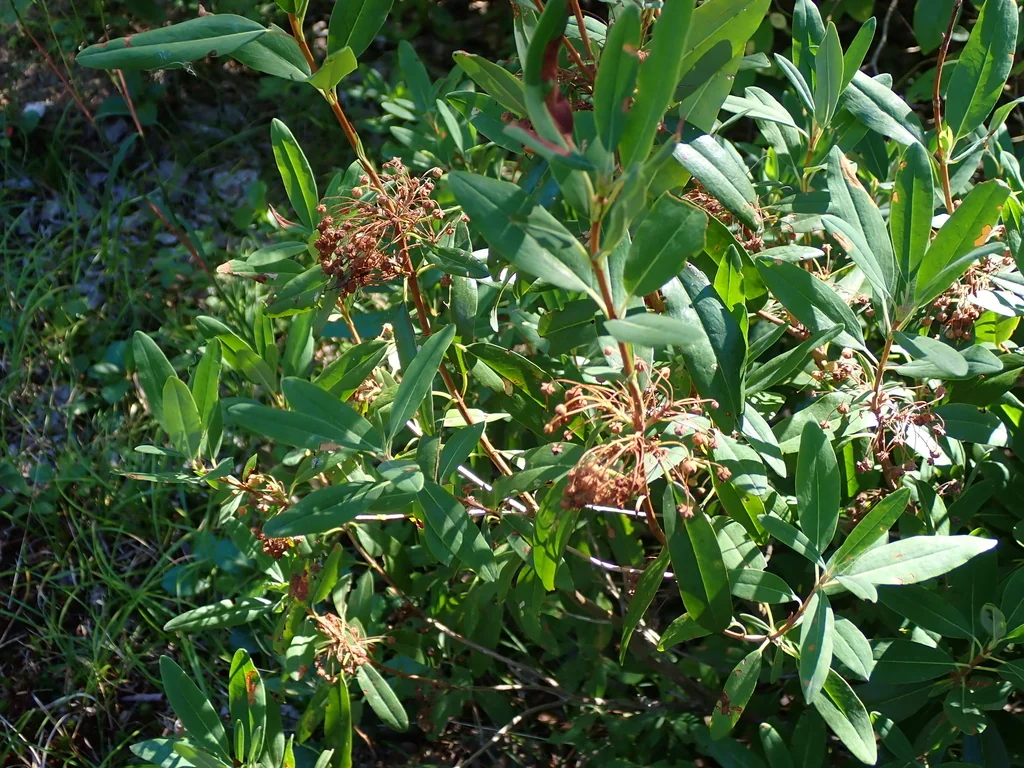Kalmia Angustifolia