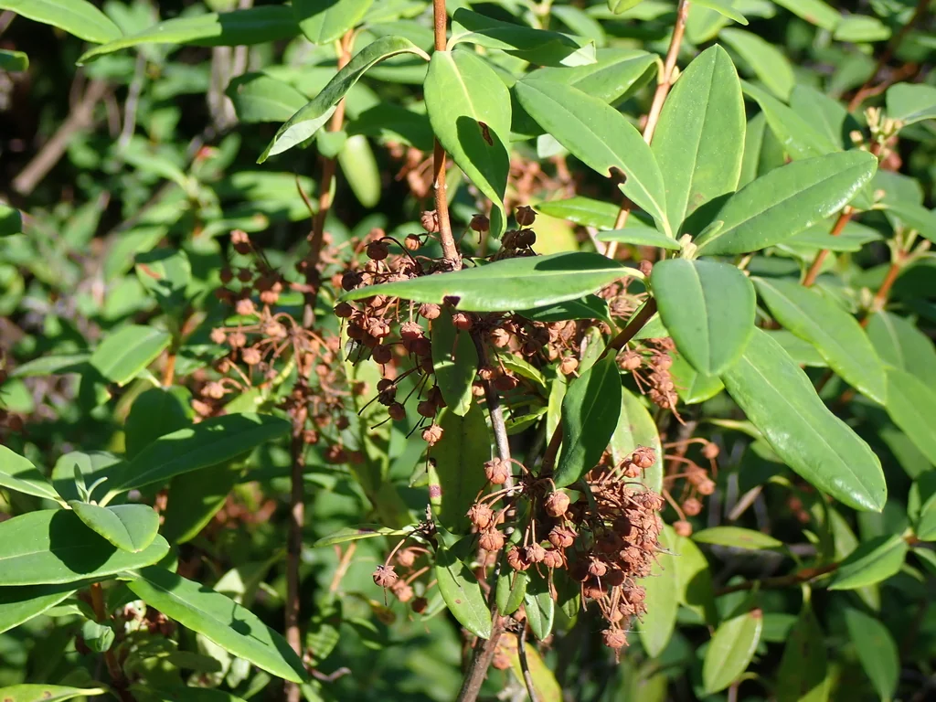 Kalmia Angustifolia