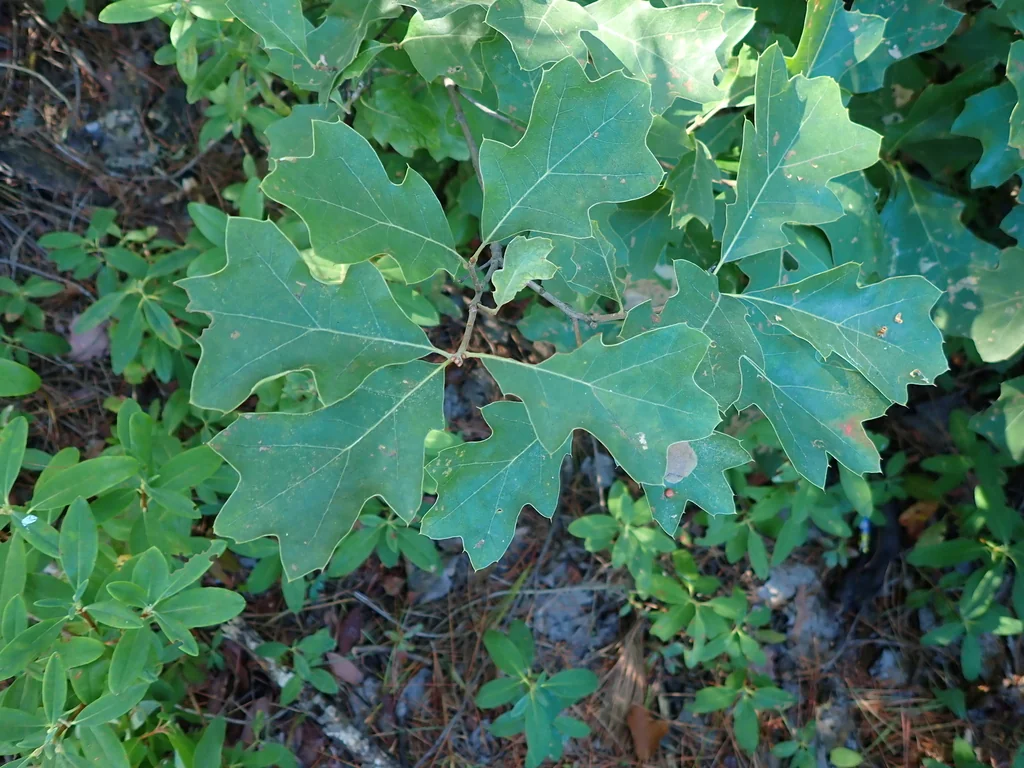 Quercus Ilicifolia
