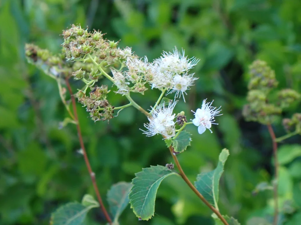 Spiraea Alba