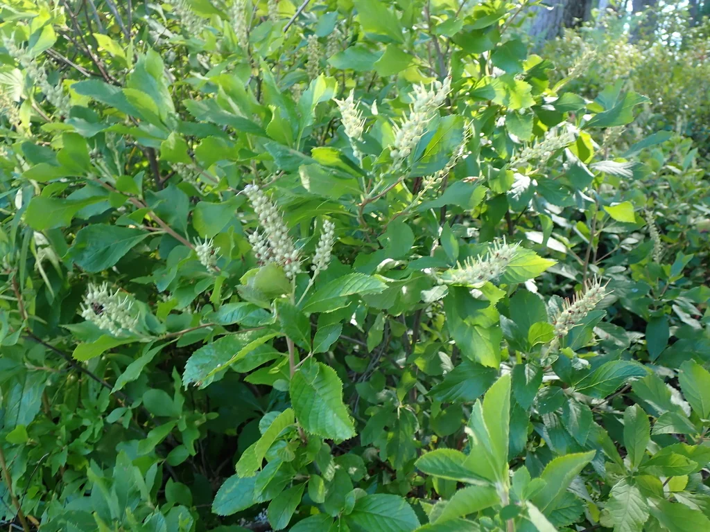 Clethra Alnifolia