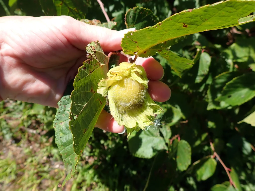 Corylus Americana
