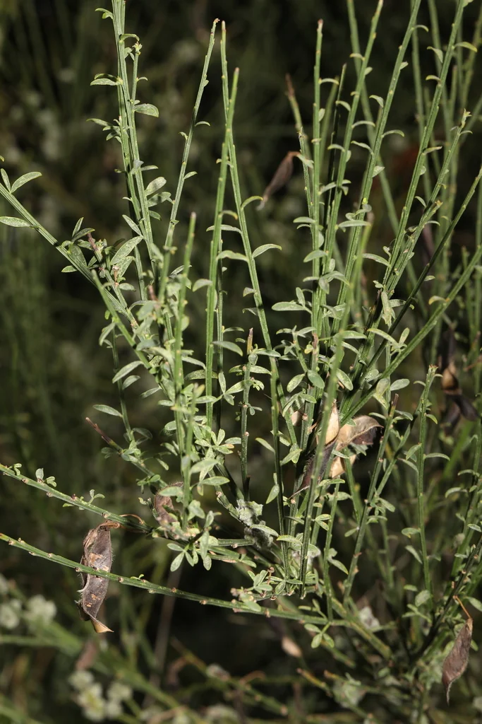 Cytisus Scoparius