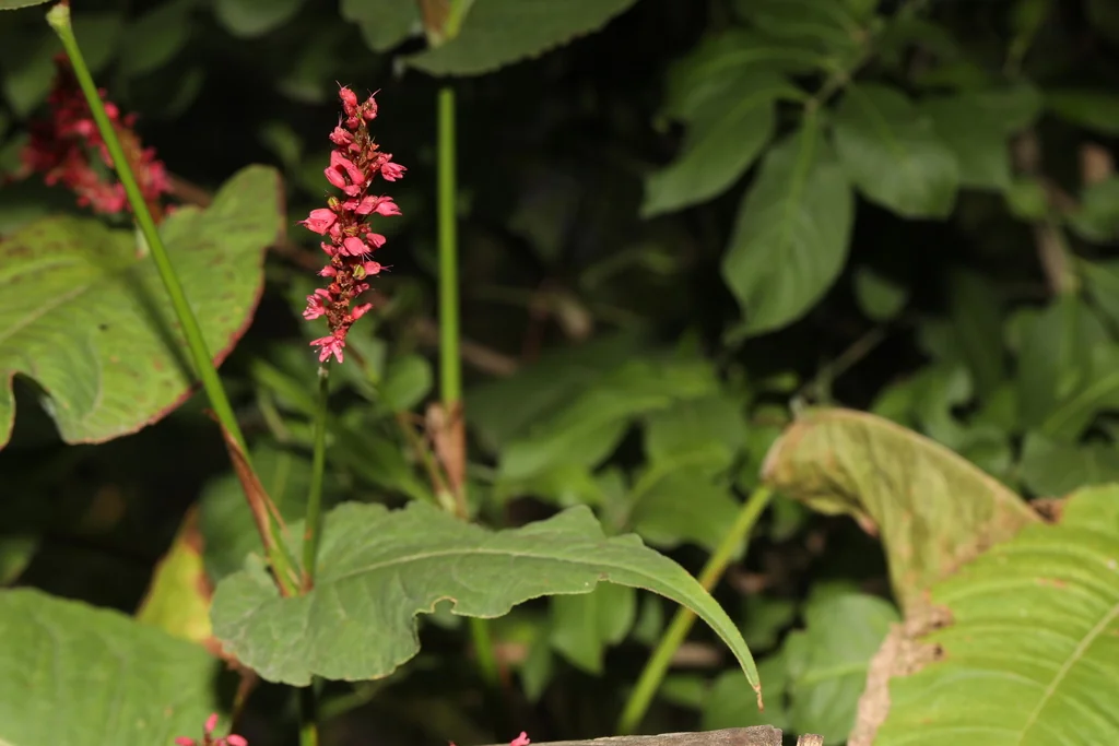 Persicaria amplexicaulis