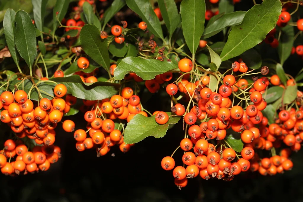 Pyracantha Coccinea