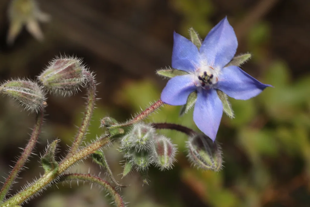 Borago Officinalis