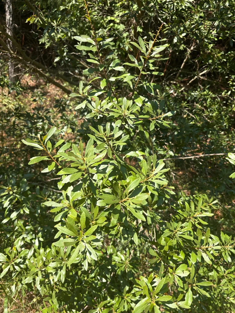 Morella Cerifera