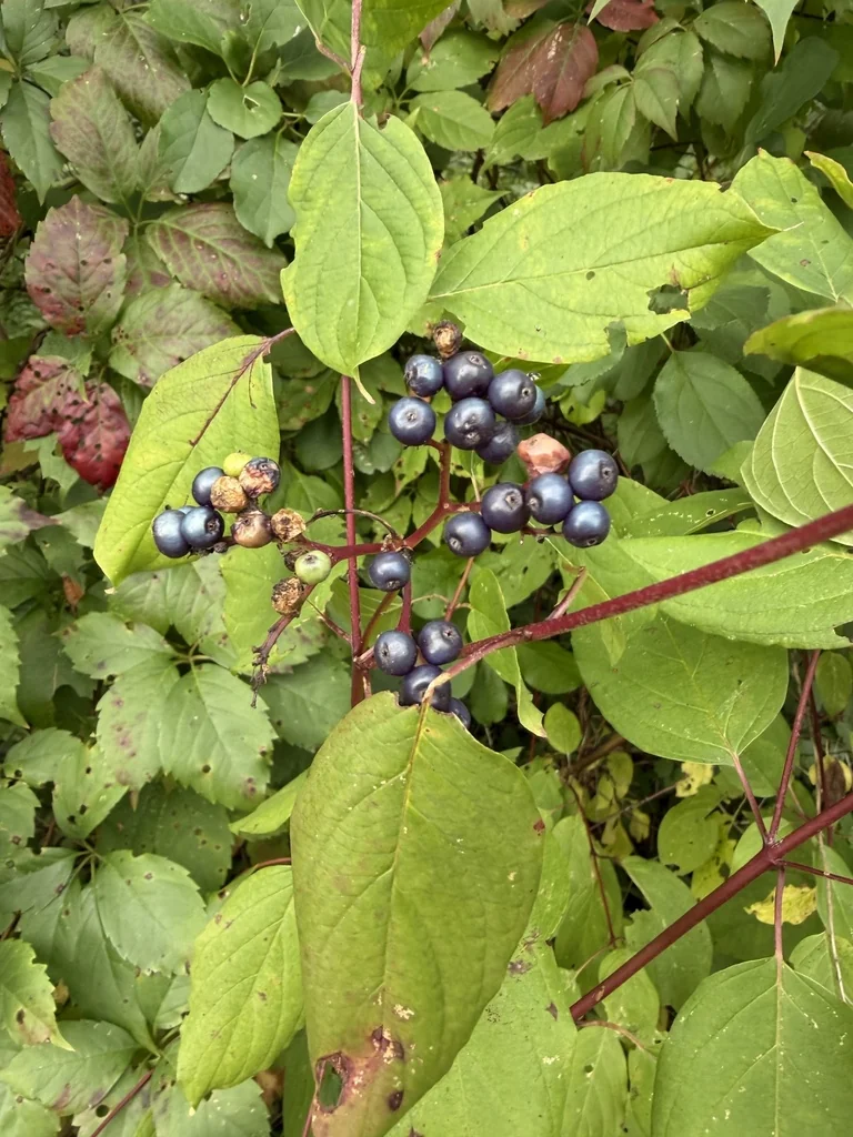 Cornus Amomum