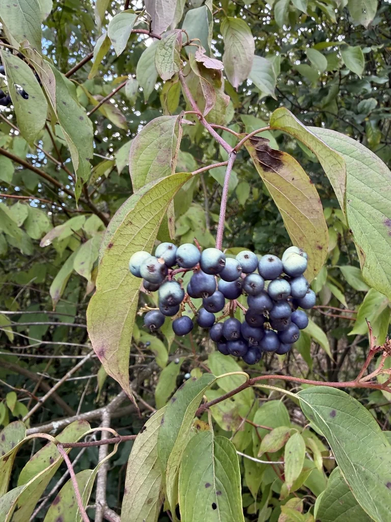 Cornus Amomum