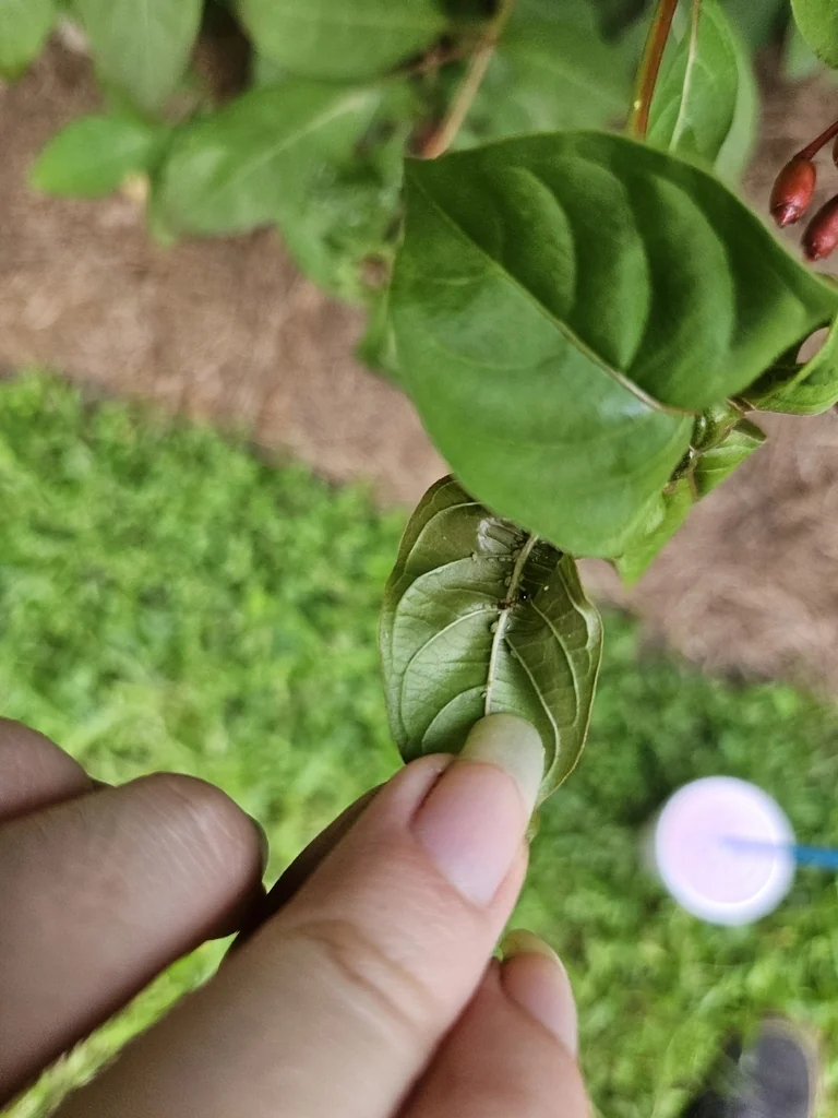 Hamelia patens