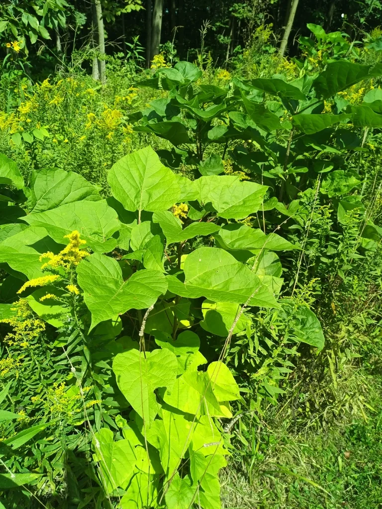 Catalpa Speciosa