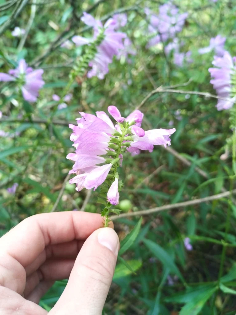 Physostegia Virginiana