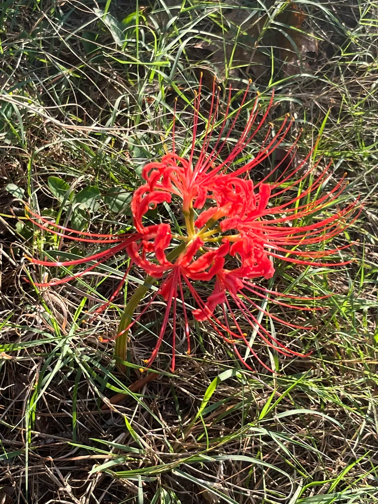 Lycoris Radiata