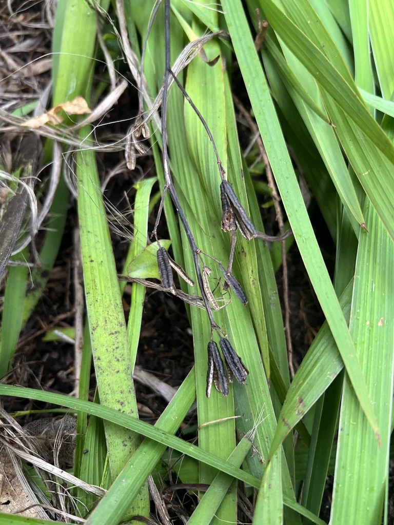 Aristea Ecklonii