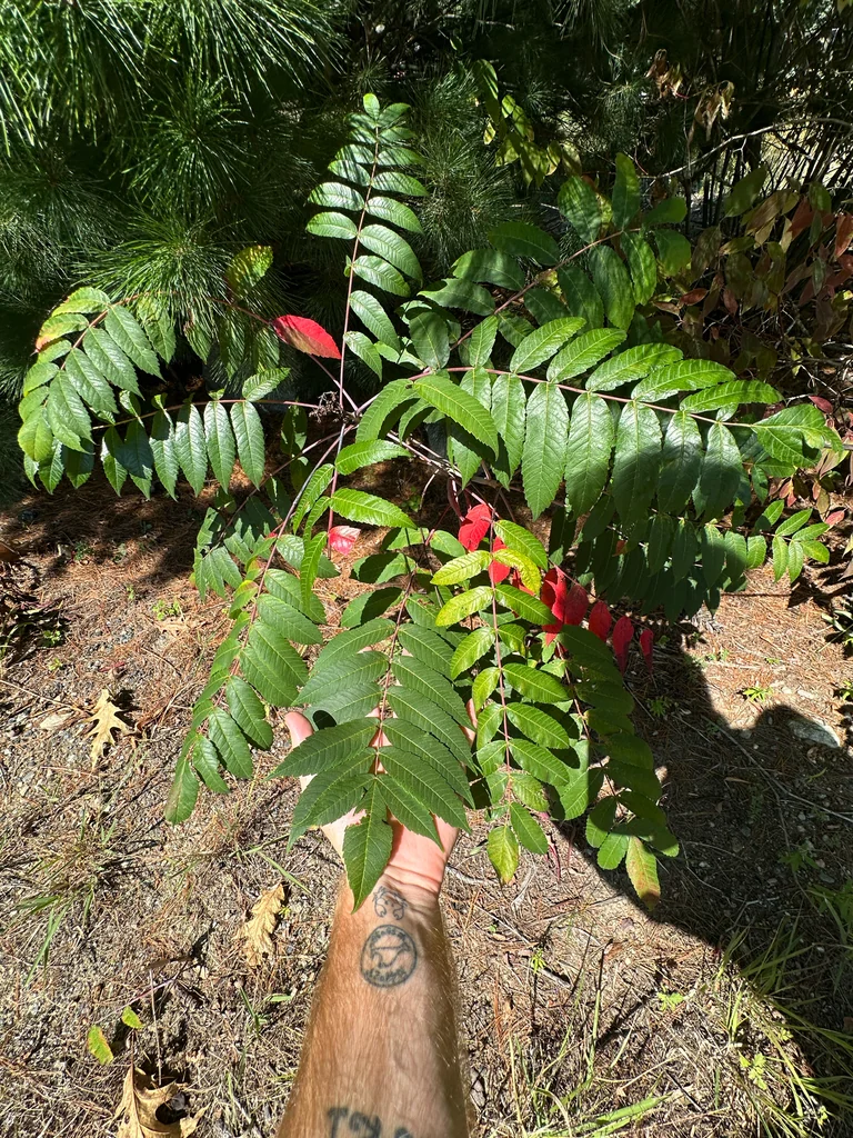 Rhus Glabra