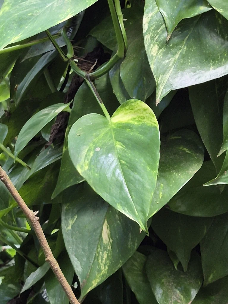 Epipremnum aureum