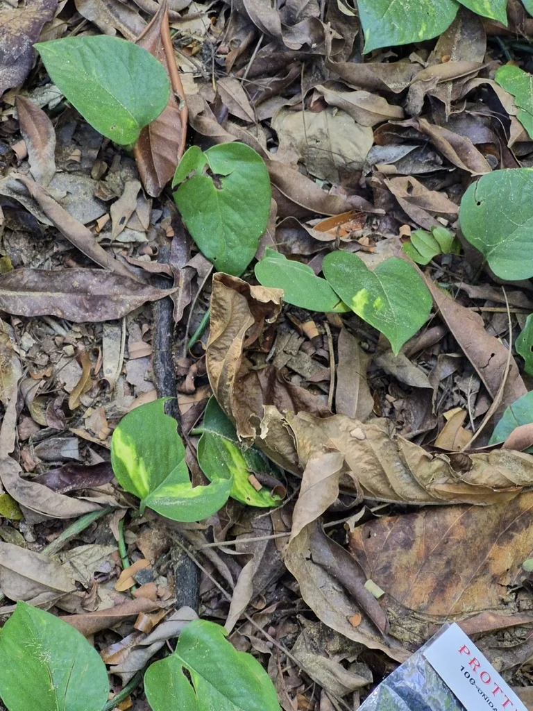 Epipremnum aureum