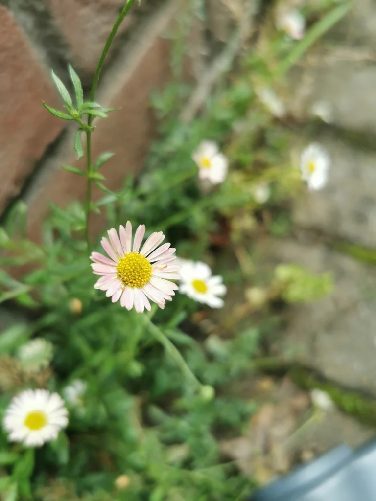 Erigeron Karvinskianus