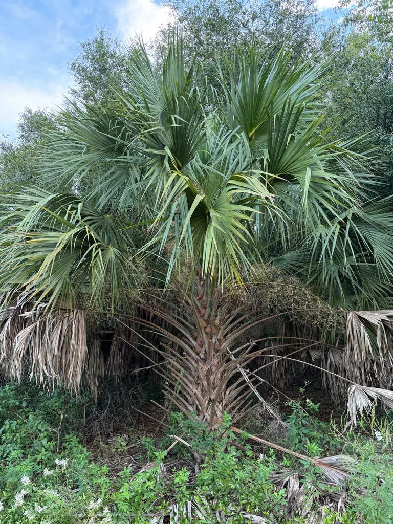 Sabal Palmetto