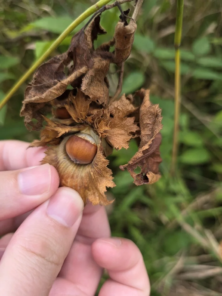 Corylus Americana