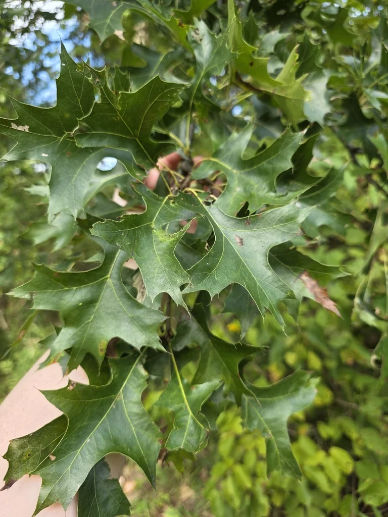 Quercus Palustris