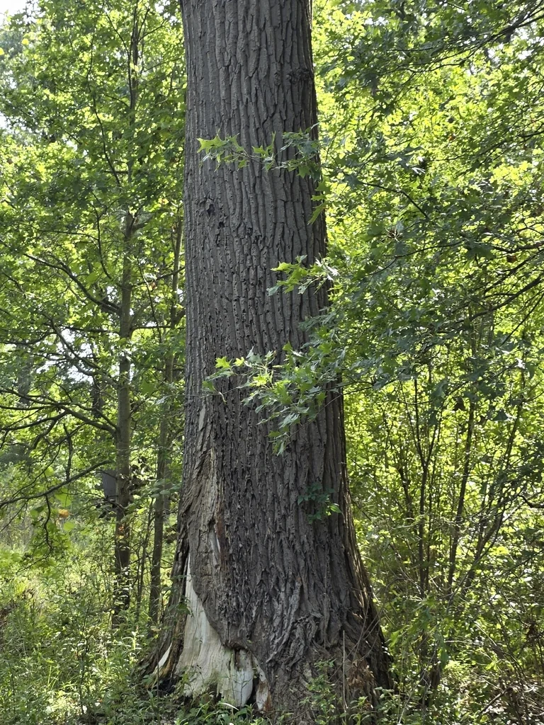 Populus Deltoides