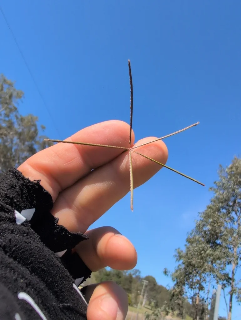 Cynodon Dactylon