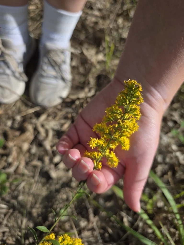 Solidago Nemoralis