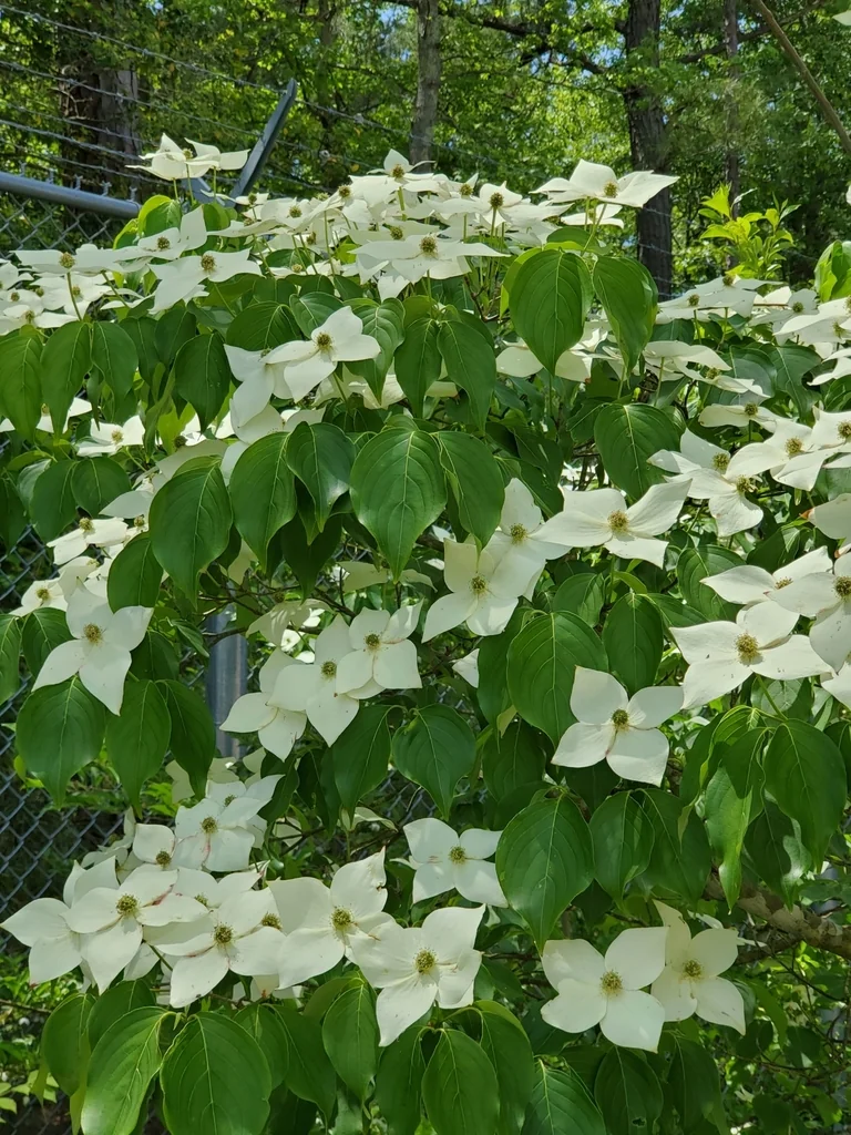 Cornus Kousa