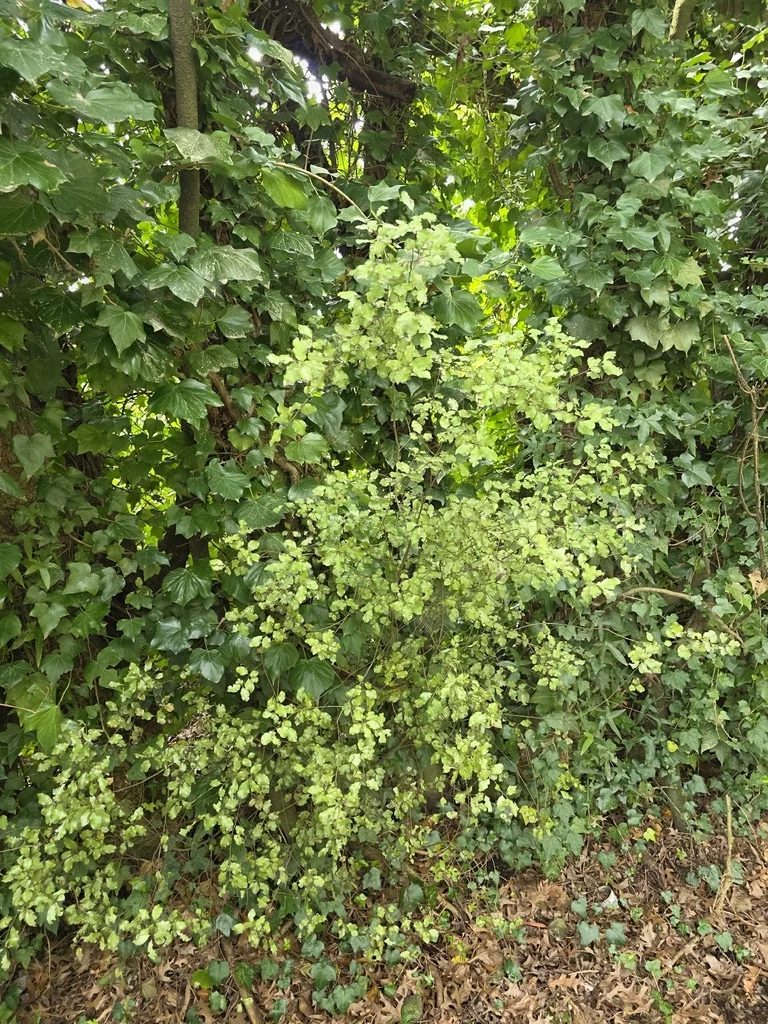 Pittosporum Tenuifolium