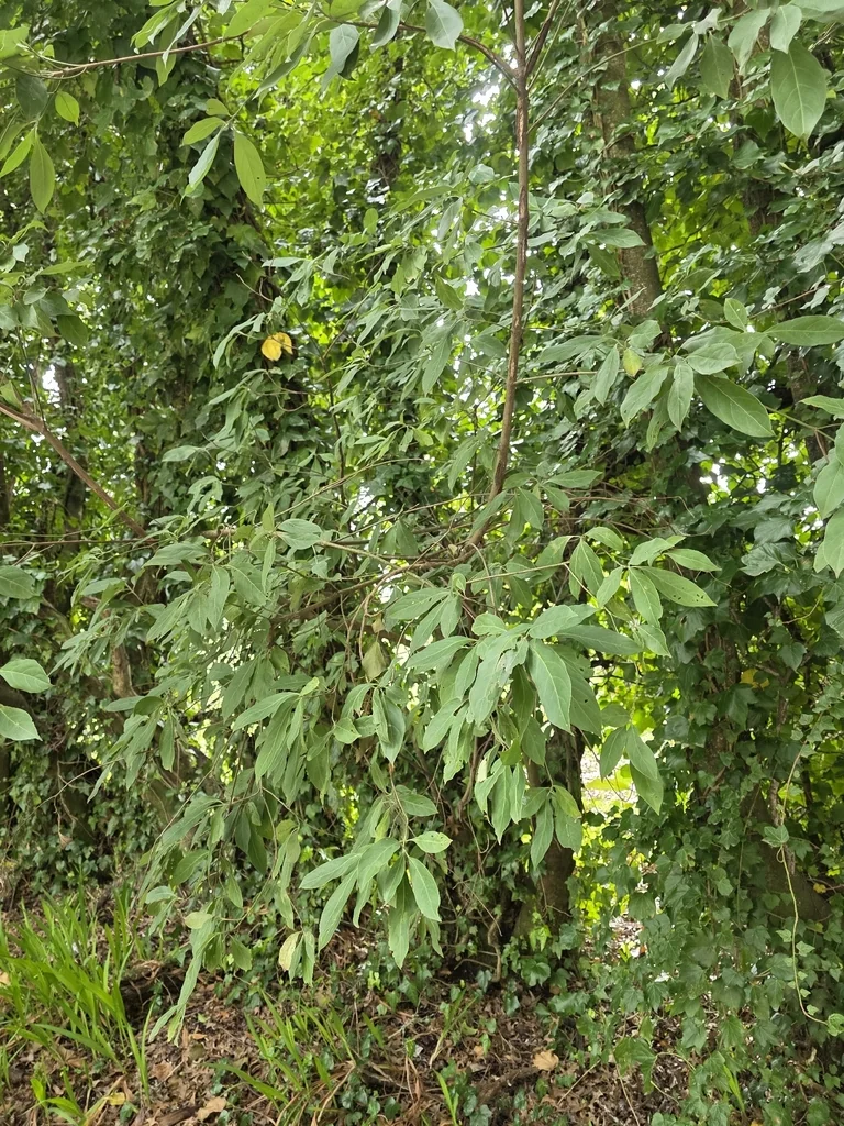 Cornus Capitata