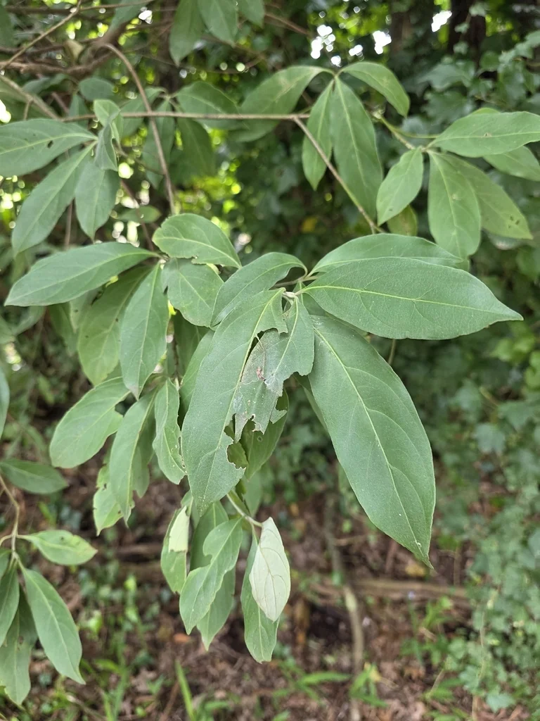 Cornus Capitata
