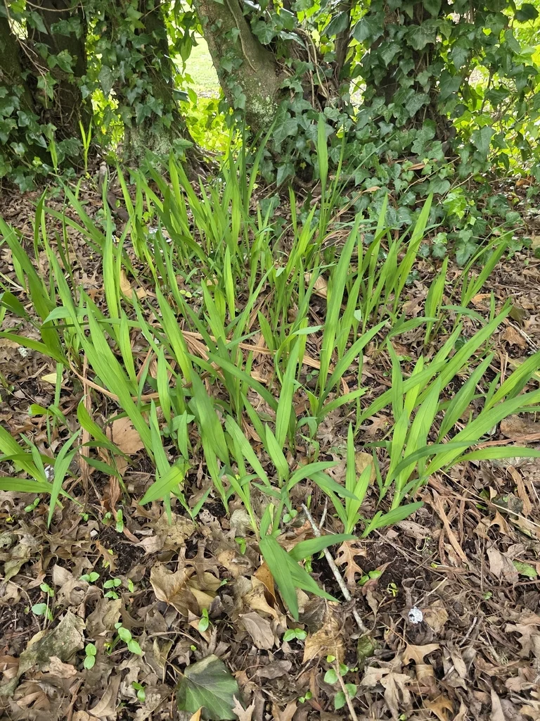 Crocosmia X Crocosmiiflora