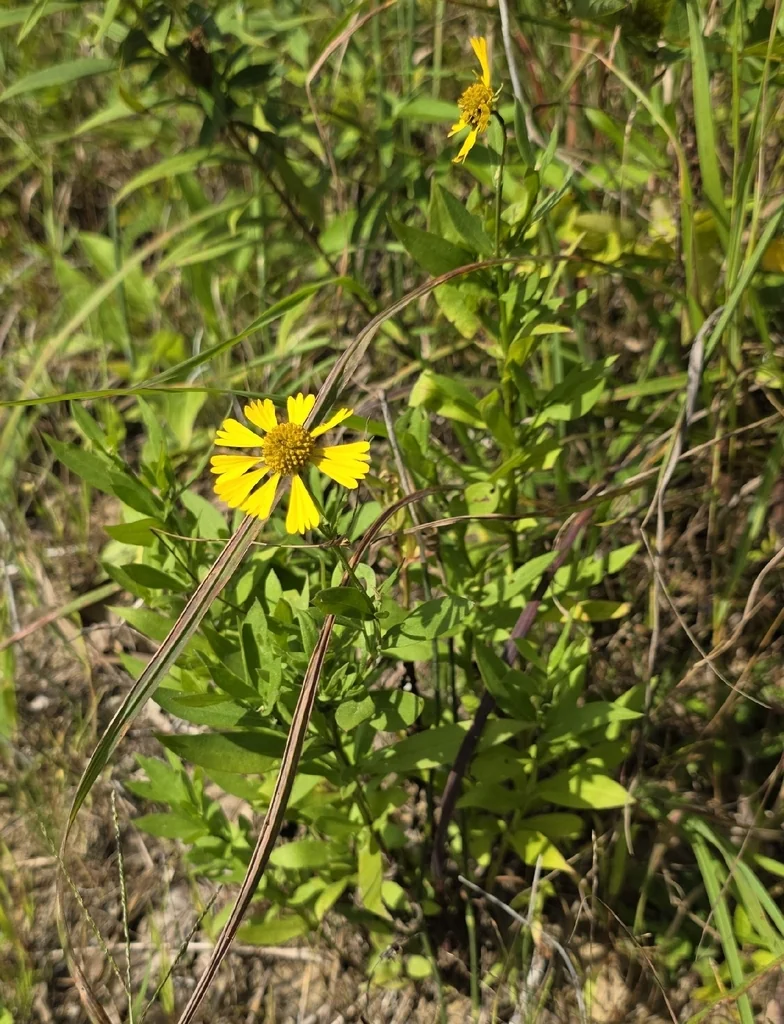 Helenium Autumnale