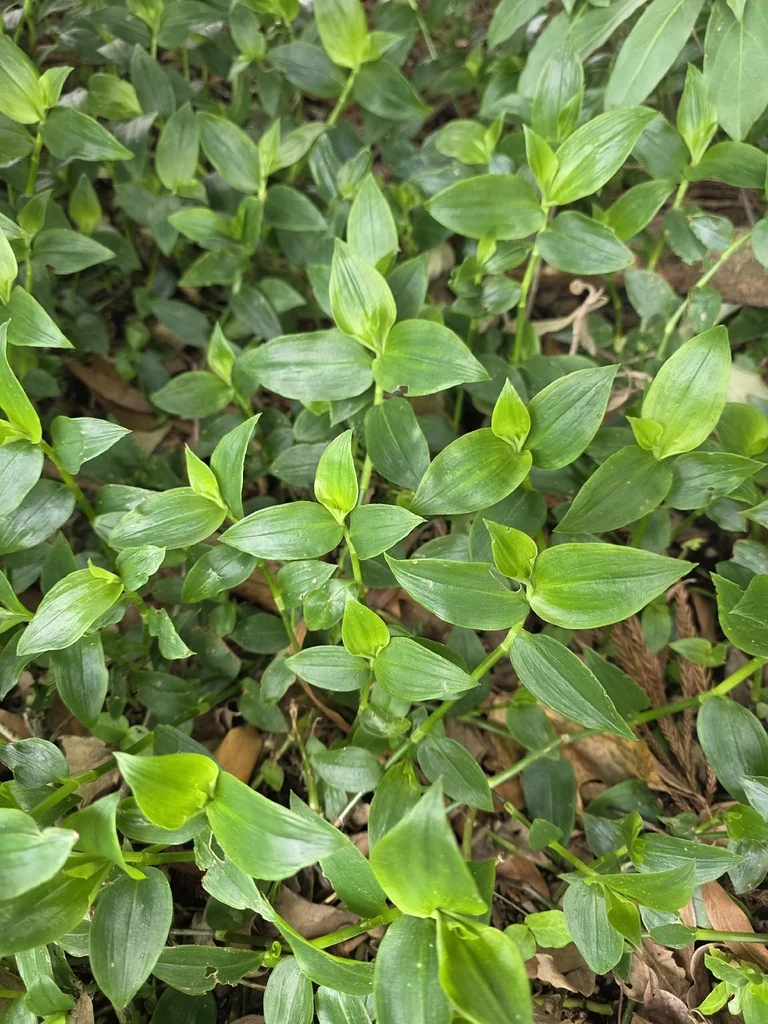 Tradescantia fluminensis