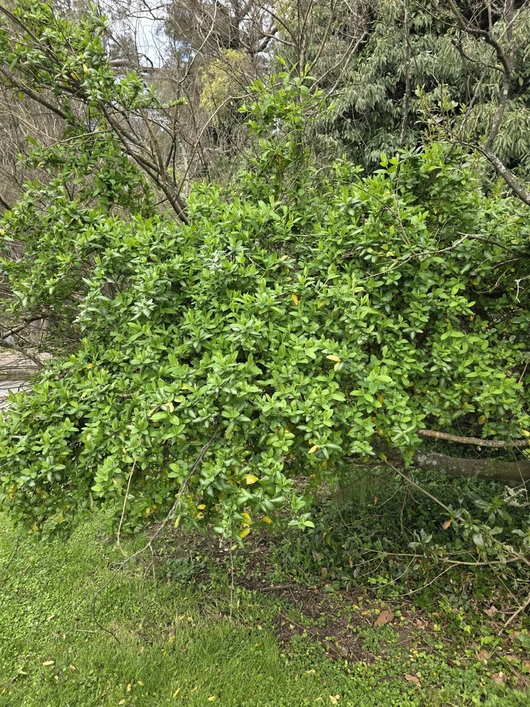 Lonicera Japonica