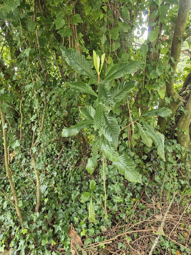 Eriobotrya Japonica