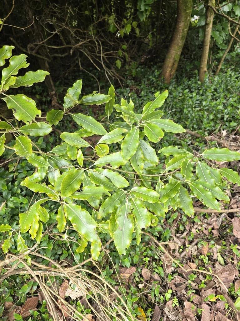 Pittosporum Eugenioides