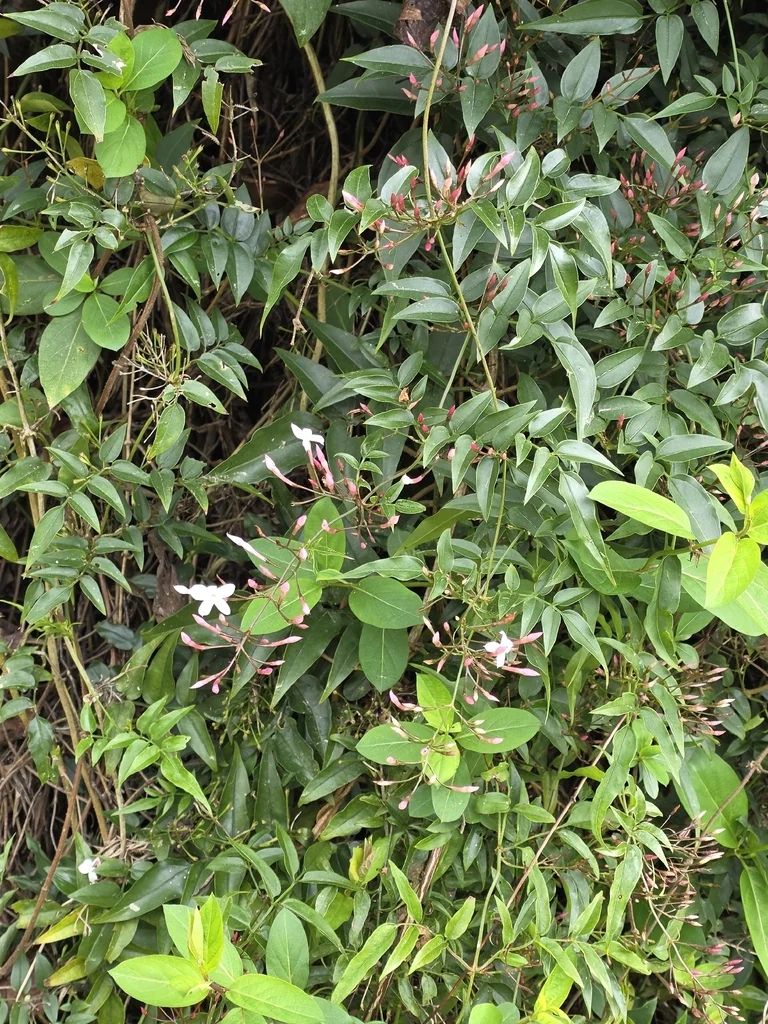 Jasminum Polyanthum