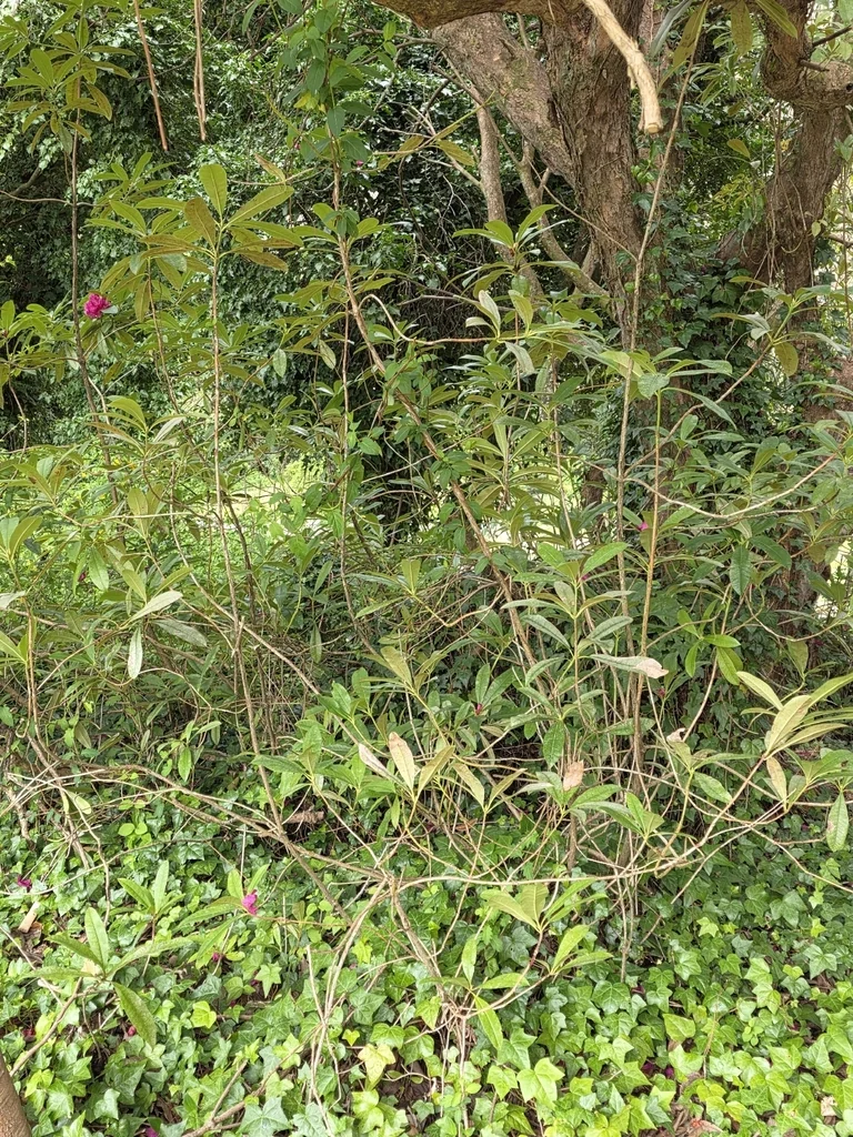 Rhododendron Ponticum