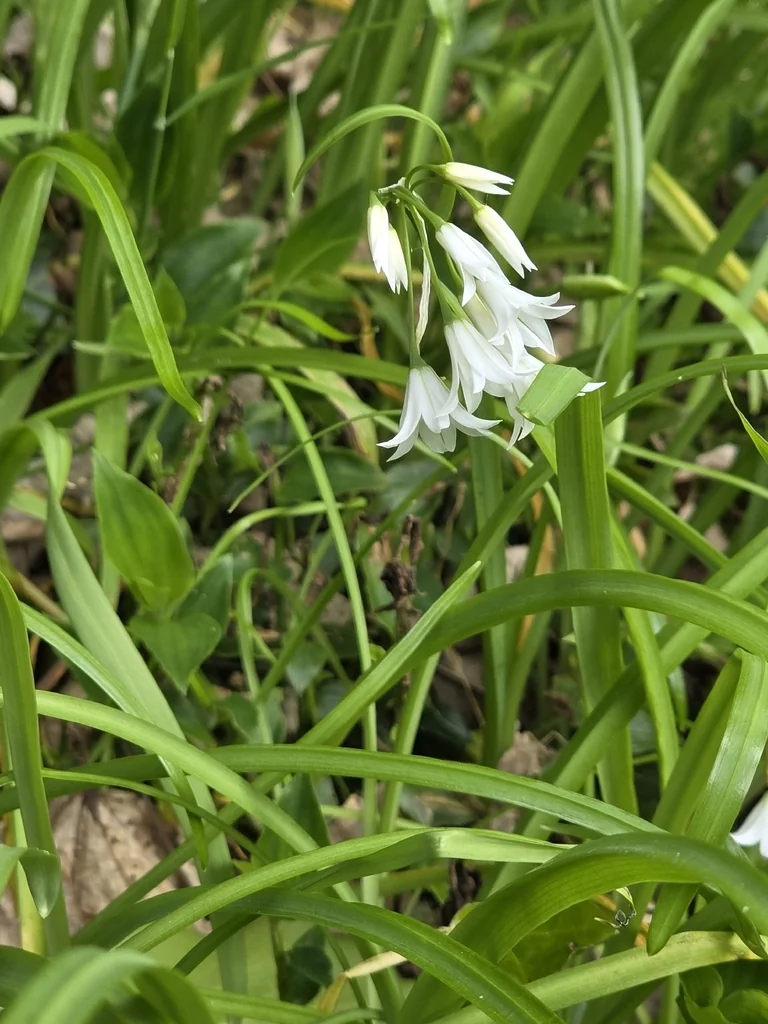 Allium Triquetrum